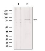 OATP1 Antibody in Western Blot (WB)