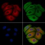 SNX3 Antibody in Immunocytochemistry (ICC/IF)