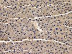 SNX3 Antibody in Immunohistochemistry (Paraffin) (IHC (P))