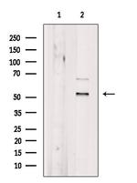 SF3B4 Antibody in Western Blot (WB)