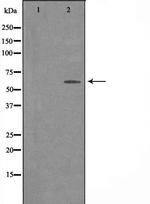 SVOP Antibody in Western Blot (WB)