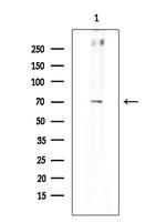 SYTL4 Antibody in Western Blot (WB)