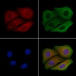 EIF2B4 Antibody in Immunocytochemistry (ICC/IF)