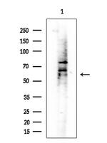 EIF2B4 Antibody in Western Blot (WB)