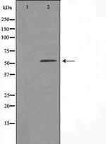 EIF2B4 Antibody in Western Blot (WB)