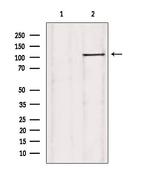 USP38 Antibody in Western Blot (WB)