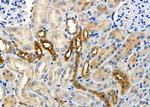 USP45 Antibody in Immunohistochemistry (Paraffin) (IHC (P))