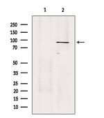 USP45 Antibody in Western Blot (WB)