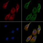 UBAC1 Antibody in Immunocytochemistry (ICC/IF)