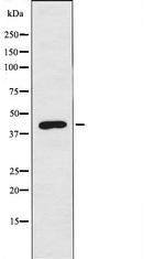 UBAC1 Antibody in Western Blot (WB)