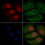 UGDH Antibody in Immunocytochemistry (ICC/IF)