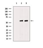 UGDH Antibody in Western Blot (WB)