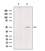 ZFYVE19 Antibody in Western Blot (WB)