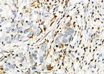 PTGR2 Antibody in Immunohistochemistry (Paraffin) (IHC (P))