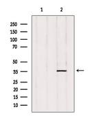 PTGR2 Antibody in Western Blot (WB)