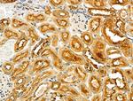 ZP4 Antibody in Immunohistochemistry (Paraffin) (IHC (P))