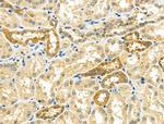 NDFIP1 Antibody in Immunohistochemistry (Paraffin) (IHC (P))