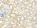 NDFIP1 Antibody in Immunohistochemistry (Paraffin) (IHC (P))