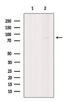 GNE Antibody in Western Blot (WB)