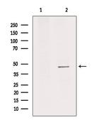 IL11RA Antibody in Western Blot (WB)