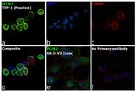 PLCB2 Antibody in Immunocytochemistry (ICC/IF)