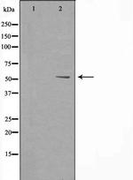 CYP8B1 Antibody in Western Blot (WB)