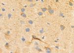 Kir2.3 (KCNJ4) Antibody in Immunohistochemistry (Paraffin) (IHC (P))