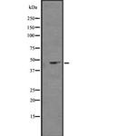 Kir2.3 (KCNJ4) Antibody in Western Blot (WB)