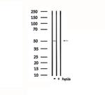 Kir2.3 (KCNJ4) Antibody in Western Blot (WB)