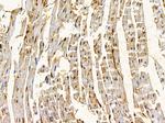 LOK Antibody in Immunohistochemistry (Paraffin) (IHC (P))