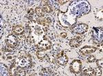 ERI1 Antibody in Immunohistochemistry (Paraffin) (IHC (P))