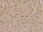 ERI1 Antibody in Immunohistochemistry (Paraffin) (IHC (P))