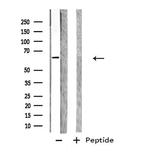 Glypican 5 Antibody in Western Blot (WB)