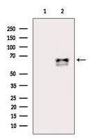 Follistatin Antibody in Western Blot (WB)