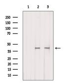 GPR132 Antibody in Western Blot (WB)