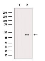 EDG4 Antibody in Western Blot (WB)