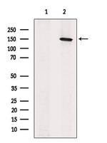 GPR116 Antibody in Western Blot (WB)