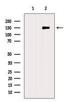 GPR116 Antibody in Western Blot (WB)