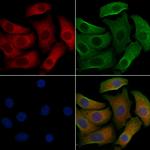 HRH1 Antibody in Immunocytochemistry (ICC/IF)