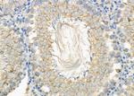 HRH1 Antibody in Immunohistochemistry (Paraffin) (IHC (P))