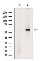 MC5R Antibody in Western Blot (WB)