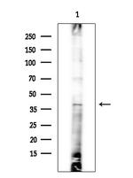 MC5R Antibody in Western Blot (WB)