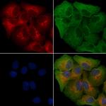 MCHR2 Antibody in Immunocytochemistry (ICC/IF)