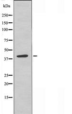 MCHR2 Antibody in Western Blot (WB)