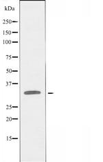 OR10C1 Antibody in Western Blot (WB)