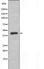 OR2AJ1 Antibody in Western Blot (WB)