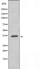 OR10G6 Antibody in Western Blot (WB)