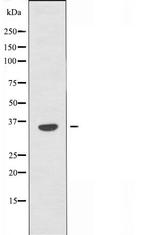 OR10H4 Antibody in Western Blot (WB)