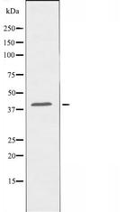 OR2B2 Antibody in Western Blot (WB)