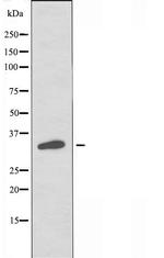 OR2G2 Antibody in Western Blot (WB)